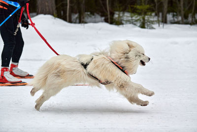 Running samoyed dog on sled dog racing. winter dog sport sled team competition. samoyed dog