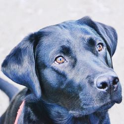 Close-up portrait of dog