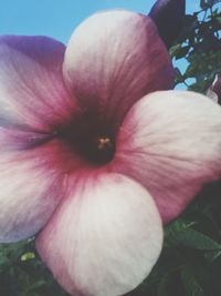 Close-up of pink hibiscus blooming outdoors