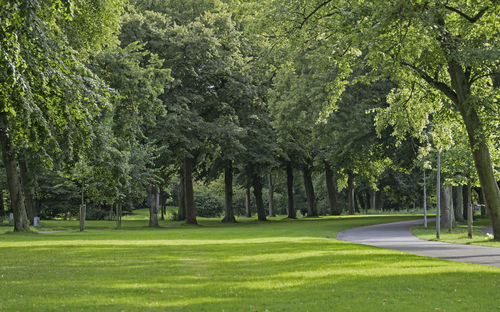 Trees in park