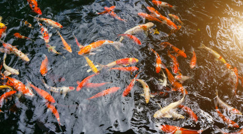 High angle view of koi carps swimming in water