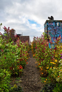 Plants growing against sky