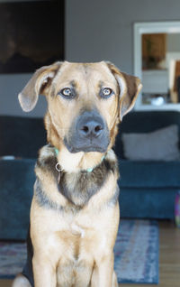 Portrait of dog sitting at home