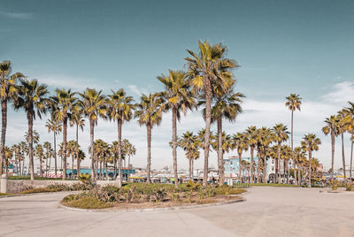 Scenic view of palm trees on beach against sky