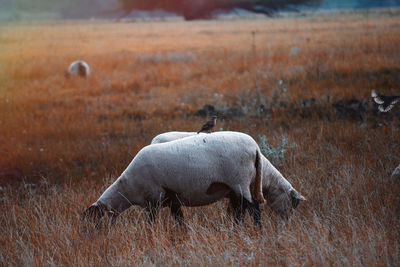 Close-up of horse on field