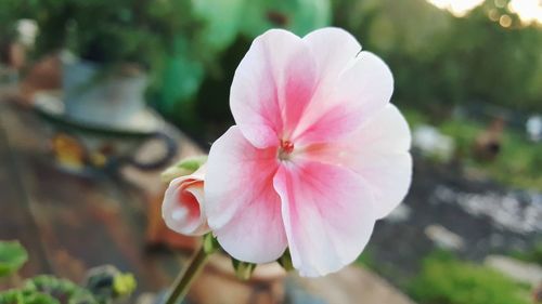 Close-up of pink flower