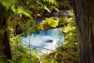 Scenic view of lake amidst trees in forest