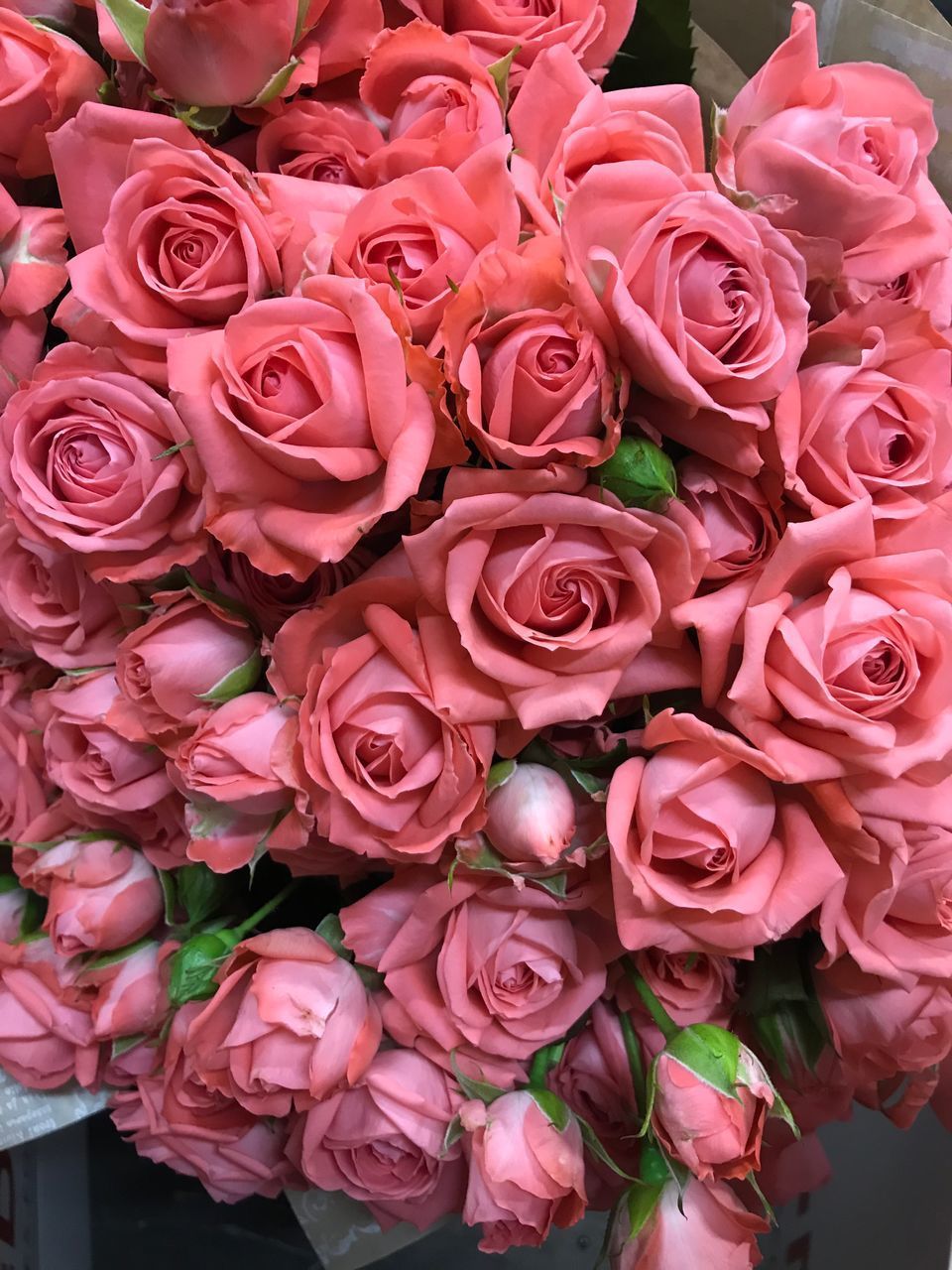 CLOSE-UP OF ROSES