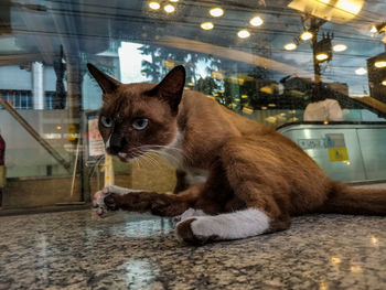 Close-up of a cat looking away