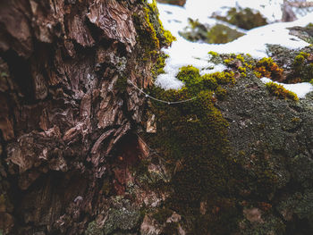 Close-up of moss growing on tree trunk