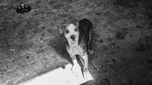 High angle portrait of dog standing on footpath