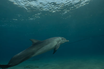 Fish swimming in sea