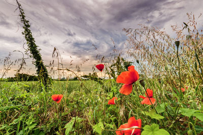 Close-up of poppies blooming on field against sky