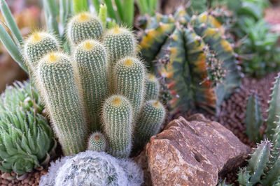 Close-up of succulent plant on field