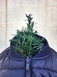 Close-up of plant in jacket against wall