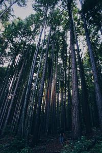 Trees growing in forest