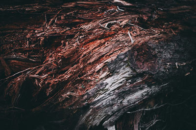 Close-up of tree