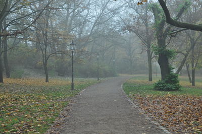 Dirt road amidst trees during autumn