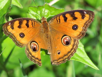 Close-up of butterfly pollinating flower