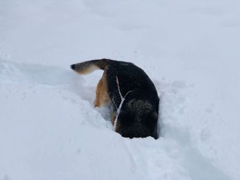 View of a bird on snow covered land