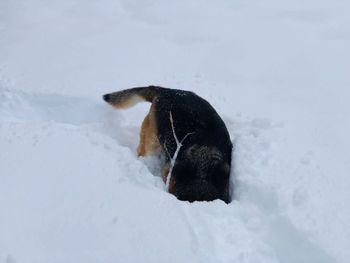 Dog digging in the snow