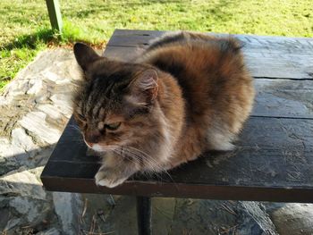 High angle view of a cat on wood