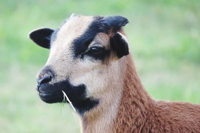 Close-up of a cameroon sheep 