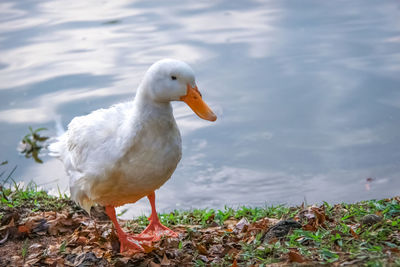 Close-up of seagull on land