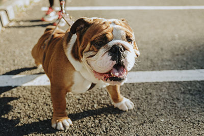 Portrait of a dog on the road