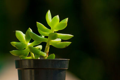 Close-up of potted plant