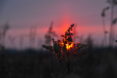 Close-up of orange flower against sky at sunset