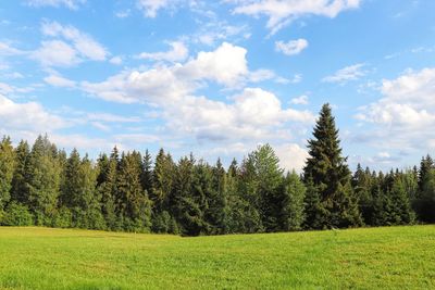 Scenic view of pine trees on field against sky