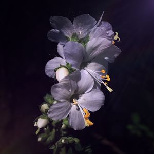 Close-up of purple flowering plant