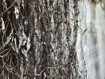 Full frame shot of bare trees