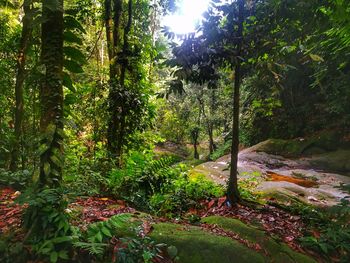 Trees and plants in forest