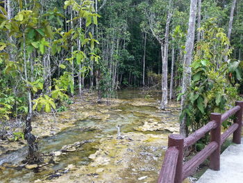 Scenic view of waterfall in forest