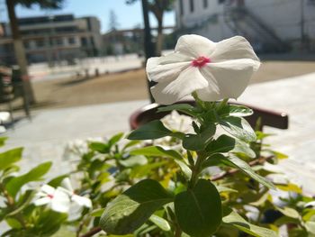 Close-up of flowers blooming outdoors