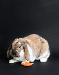 High angle view of a dog over black background