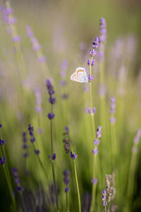 Close-up of butterfly pollinating on purple flowering plants