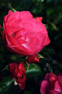 Close-up of pink rose