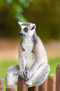 Close-up of lemur sitting on fence