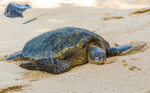 Close-up of turtle on sand at beach