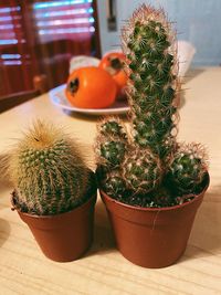 Close-up of potted cactus plants