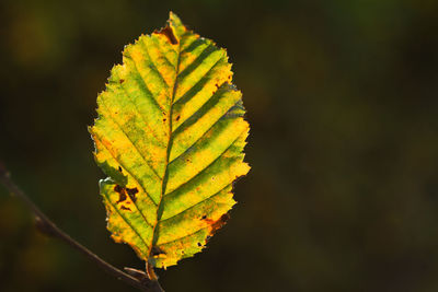Close-up of yellow leaf against blurred background