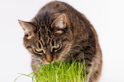 Gray domestic tabby cat eating fresh green oats sprouts close-up on white background