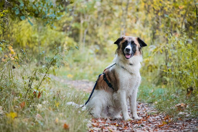 Close-up of dog