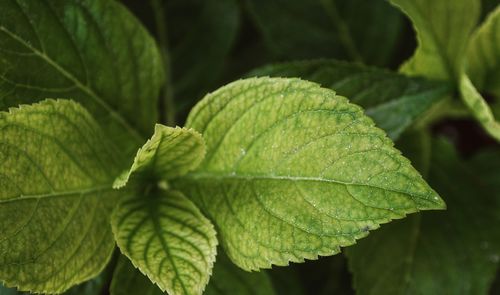 Close-up of green leaves