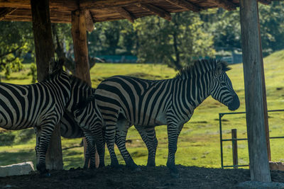 Zebras below gazebo at national park