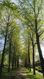 Trees on landscape during autumn