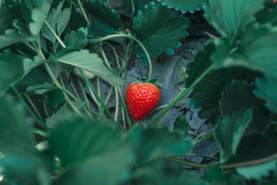 Close-up of strawberry growing on plant